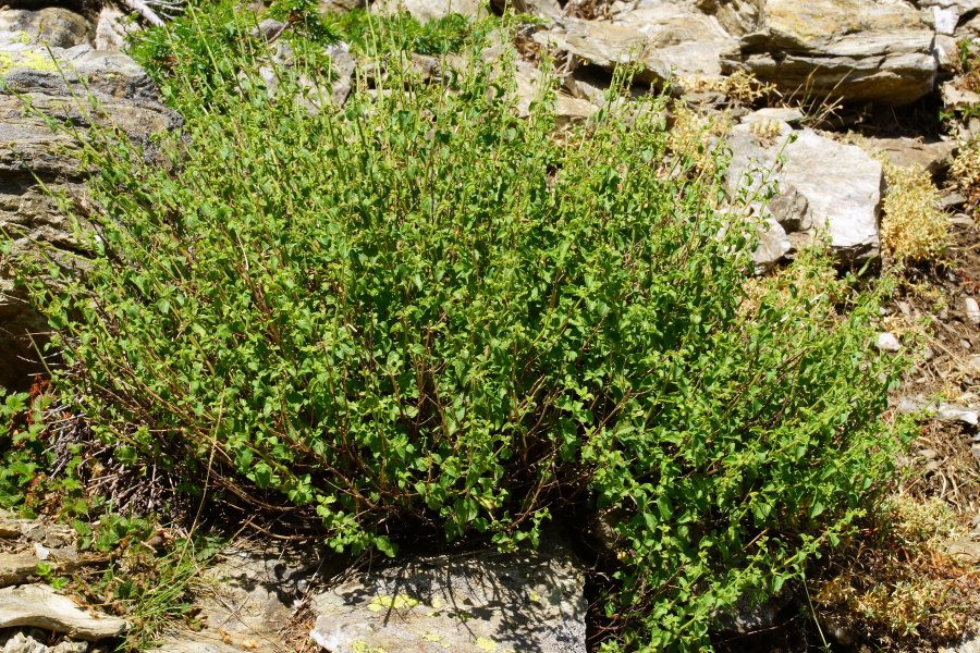 Clinopodium nepeta subsp. spruneri
